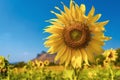 Beautiful sunflower on blue sky abstract background Royalty Free Stock Photo