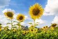 Beautiful sunflower on blue sky, Agricultural products of Lopburi Province in Thailand. Royalty Free Stock Photo