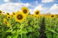 Beautiful sunflower on blue sky, Agricultural products of Lopburi Province in Thailand. Royalty Free Stock Photo