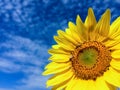 Beautiful sunflower with blue sky background.Sunflower and cloudy sky. Royalty Free Stock Photo