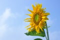 Beautiful sunflower and blue sky,Close up sunflower background. Royalty Free Stock Photo