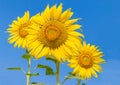 The beautiful of sunflower with the blue sky cloud background. Royalty Free Stock Photo