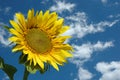 Beautiful Sunflower, blue sky and clouds