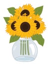 Beautiful Sunflower Bouquet in Mason Glass Jar. Vector Sunflower Bunch