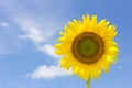 Beautiful sunflower and bright blue sky. Royalty Free Stock Photo