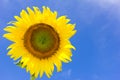 Beautiful sunflower and bright blue sky. Royalty Free Stock Photo