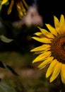 A beautiful sunflower in a bright sunny day