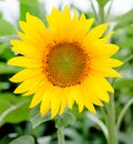 Beautiful sunflower with bright yellow Royalty Free Stock Photo