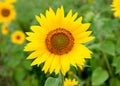 Beautiful sunflower with bright yellow Royalty Free Stock Photo