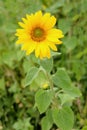 Beautiful sunflower with bright yellow Royalty Free Stock Photo