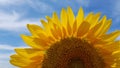 Beautiful sunflower with bright yellow petals on blue sky background. Single sunflower closeup. Sunlight and shadows on petals Royalty Free Stock Photo