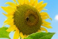 Beautiful sunflower and bumblebee, against a clear blue sky Royalty Free Stock Photo