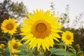 Bright Yellow Sunflower in late afternoon Royalty Free Stock Photo