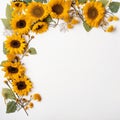 Beautiful Sunflower Charm Serene White Royalty Free Stock Photo