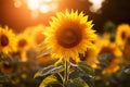 Beautiful sunflower close-up in a field of light