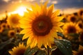 Beautiful sunflower close-up in a field of light