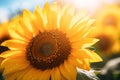 Beautiful sunflower close-up in a field of light