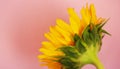 Beautiful sunflower close up macro photo