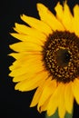 Beautiful sunflower close up macro photo Royalty Free Stock Photo