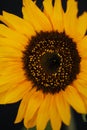 Beautiful sunflower close up macro photo Royalty Free Stock Photo