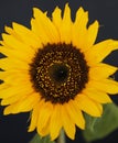 Beautiful sunflower close up macro photo Royalty Free Stock Photo