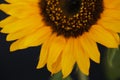 Beautiful sunflower close up macro photo Royalty Free Stock Photo