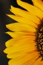 Beautiful sunflower close up macro photo Royalty Free Stock Photo