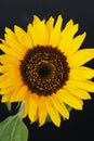 Beautiful sunflower close up macro photo Royalty Free Stock Photo