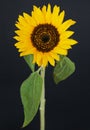 Beautiful sunflower close up macro photo Royalty Free Stock Photo