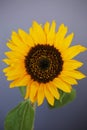 Beautiful sunflower close up macro photo Royalty Free Stock Photo