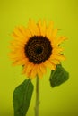 Beautiful sunflower close up macro photo Royalty Free Stock Photo