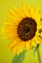 Beautiful sunflower close up macro photo Royalty Free Stock Photo