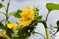 Beautiful sunflower closeup