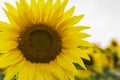 Beautiful sunflower closeup on a sunny day