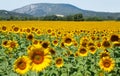 Beautiful sunflower field Royalty Free Stock Photo