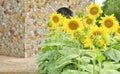 Beautiful sunflower field