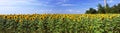 Beautiful sunflower field Royalty Free Stock Photo