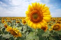 Beautiful sunflower field Royalty Free Stock Photo