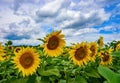 Beautiful sunflower field against picturesque cloudy sky Royalty Free Stock Photo