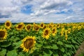 Beautiful sunflower field against picturesque cloudy sky Royalty Free Stock Photo