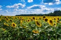 Beautiful sunflower field against picturesque cloudy sky Royalty Free Stock Photo