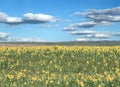 Beautiful sunflower field Royalty Free Stock Photo