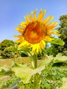 Beautiful sunflower field. Blossoming bright sunflower. Shinning sunflower background. Yellow sunflower, field of sunflowers. Royalty Free Stock Photo