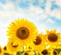 Beautiful sunflower field and blue sky on sunset Royalty Free Stock Photo