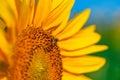 Beautiful sunflower in the field with bright blue sky Royalty Free Stock Photo