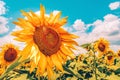 Beautiful sunflower field in bright sunlight Royalty Free Stock Photo