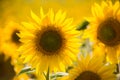 Beautiful sunflower on the field close-up. Agrarian industry. Blurred background. Free space for text. Bright yellow petals. Green Royalty Free Stock Photo