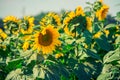 Beautiful sunflower on the field close-up. Agrarian industry. Blurred background. Free space for text. Bright yellow petals. Green Royalty Free Stock Photo