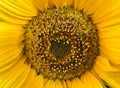 Beautiful sunflower on the field close-up. Agrarian industry. Blurred background. Free space for text. Bright yellow petals. Green Royalty Free Stock Photo