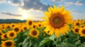 Beautiful sunflower field